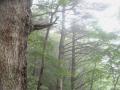 霧雨の樅林