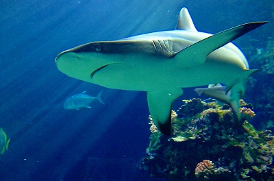 ゴット姉さんの海 島 旅フォト日記 今年はサメの当たり年