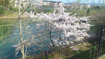 南泉ヶ丘の池と桜