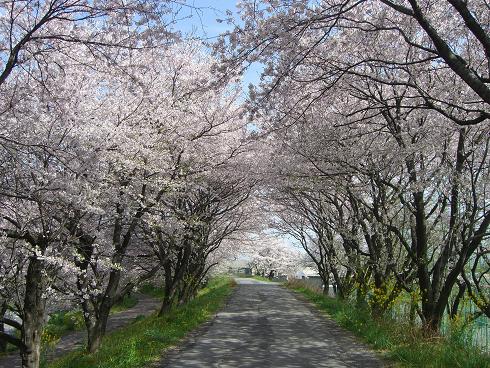 大島堤桜